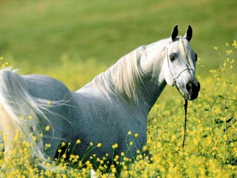 Csodaszép arab ló